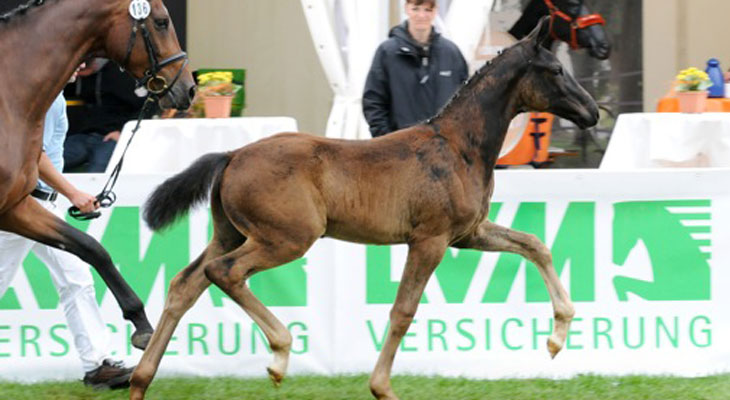 Reit- und Zuchthof Reglauer